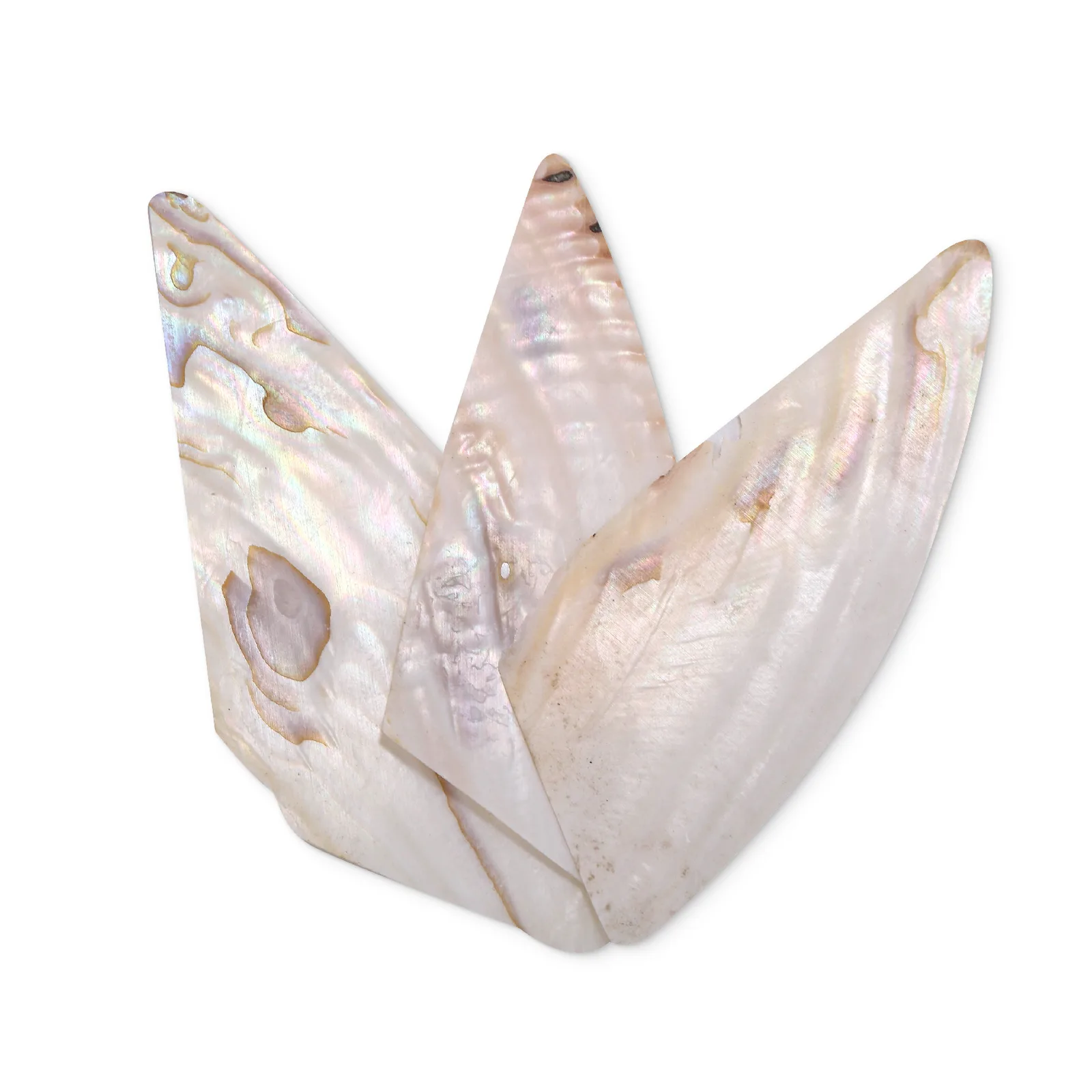 Mussel Shell Slices – 1 mm Thick product photo
