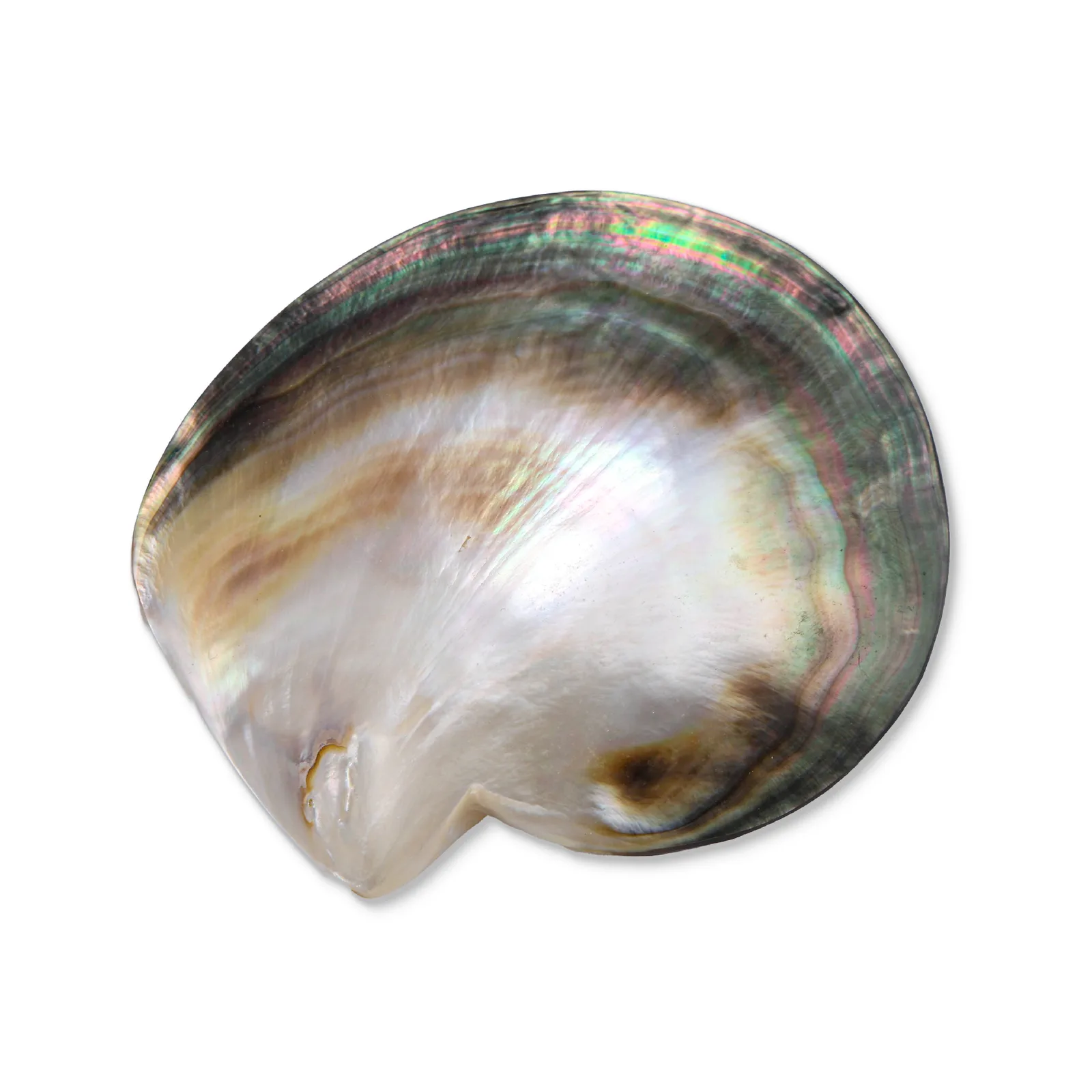 Polished Black Mother-of-Pearl Shell product photo