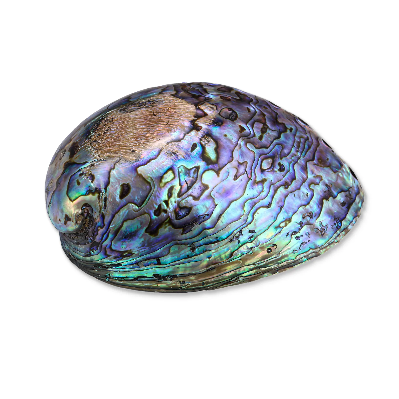 Polished New Zealand Abalone Shell product photo