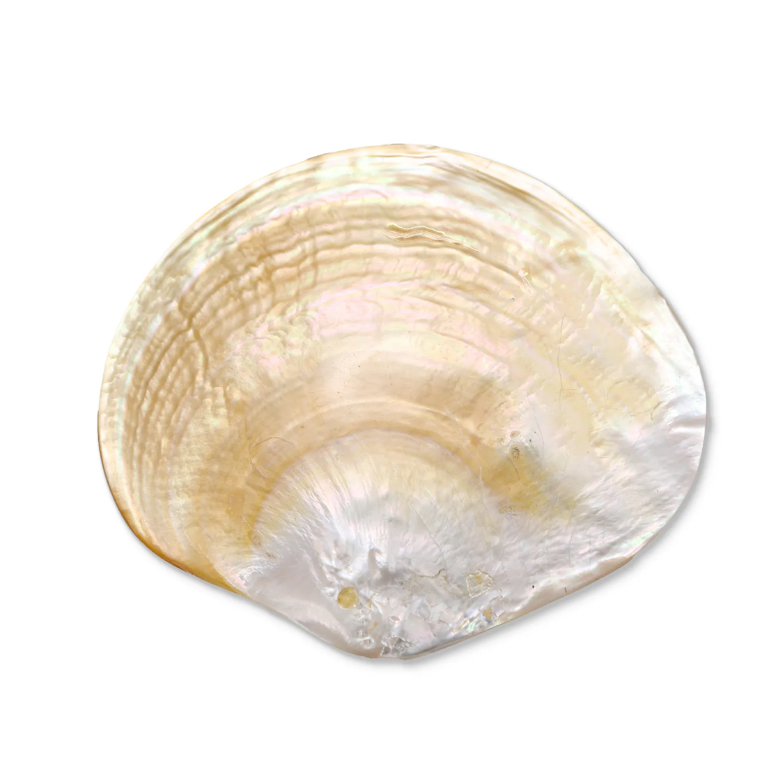 Polished Yellow Mother-of-Pearl Shell product photo
