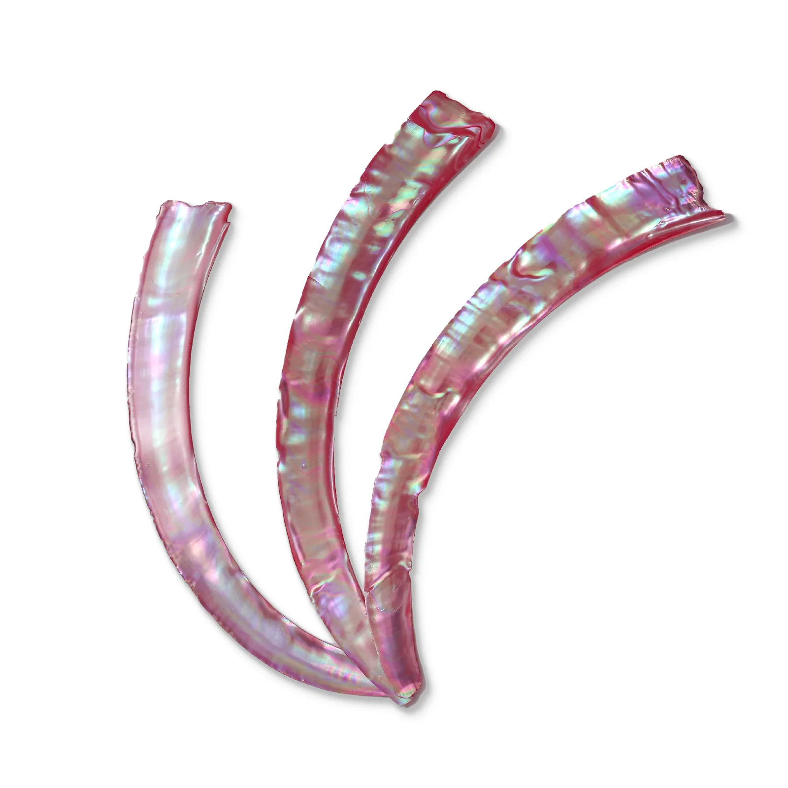 Red-Backed Turbo marmoratus Shell – 270 × 30 × 0.2 mm product photo