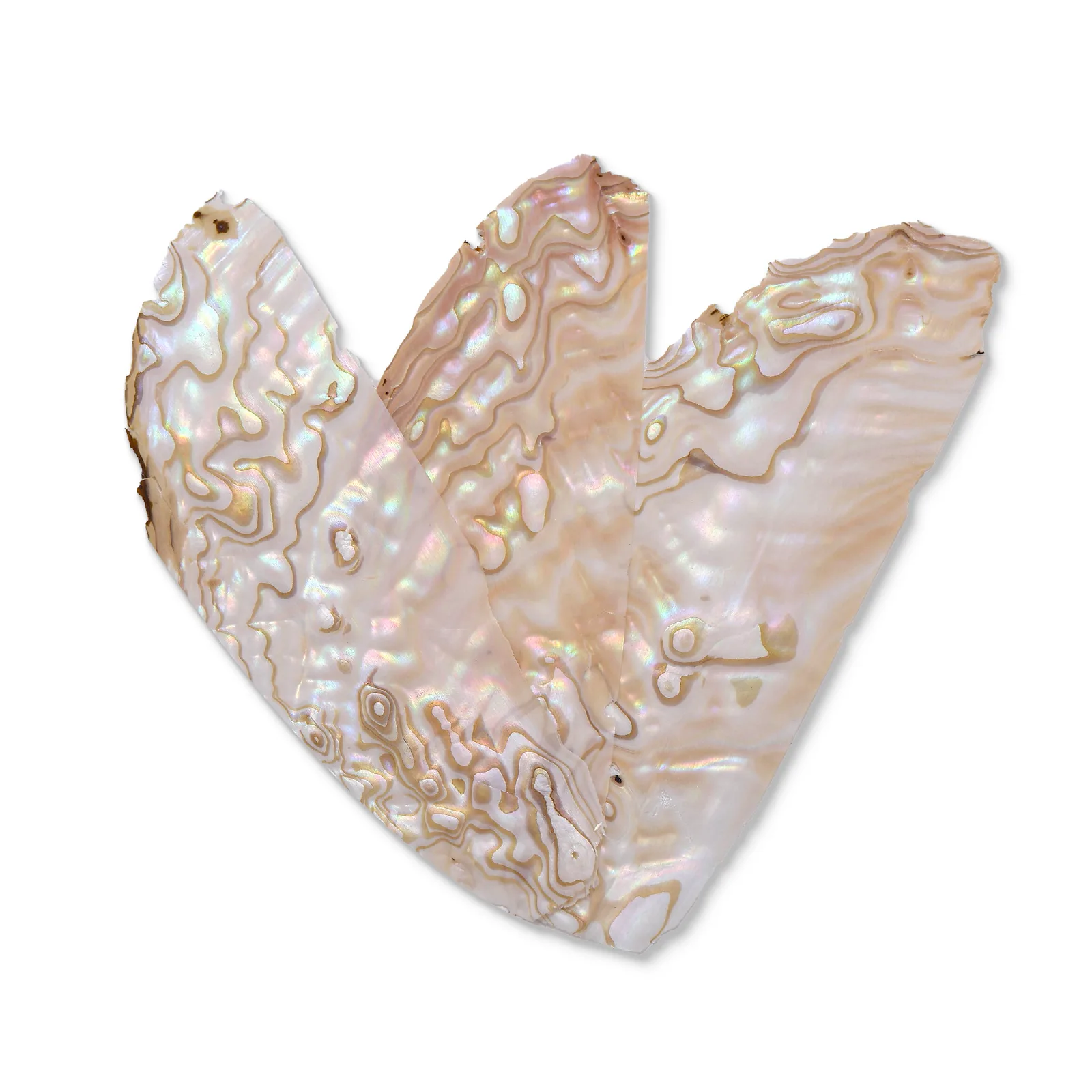 Colorful River Shell Pieces – 110 × 40 × 0.2 mm product photo