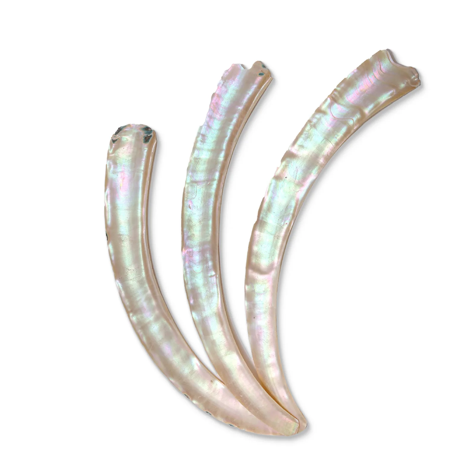 Turbo marmoratus Shell Sheet – 270 × 30 × 0.5 mm product photo
