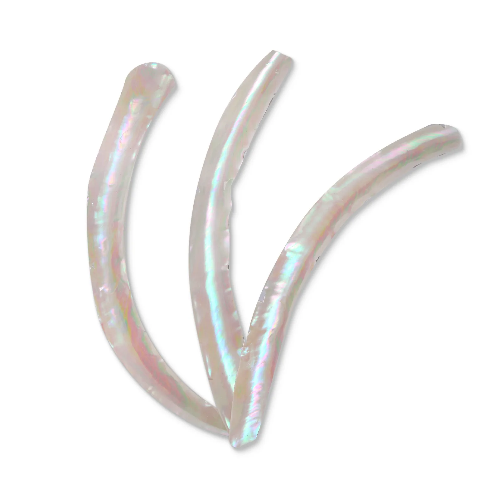 White-Backed Turbo marmoratus Shell – 270 × 30 × 0.2 mm product photo